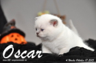 Oscar ist 4 Wochen alt geworden ( 17.10.2015 )