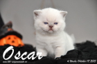 Oscar ist 4 Wochen alt geworden ( 17.10.2015 )