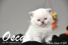 Oscar ist 4 Wochen alt geworden ( 17.10.2015 )