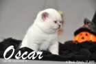 Oscar ist 4 Wochen alt geworden ( 17.10.2015 )