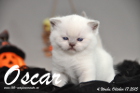 Oscar ist 4 Wochen alt geworden ( 17.10.2015 )