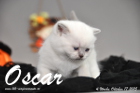 Oscar ist 4 Wochen alt geworden ( 17.10.2015 )