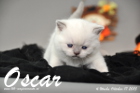Oscar ist 4 Wochen alt geworden ( 17.10.2015 )