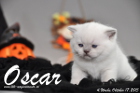 Oscar ist 4 Wochen alt geworden ( 17.10.2015 )