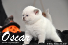 Oscar ist 4 Wochen alt geworden ( 17.10.2015 )