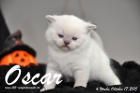 Oscar ist 4 Wochen alt geworden ( 17.10.2015 )