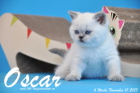 Oscar ist 6 Wochen alt geworden ( 01.11.2015 )