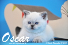 Oscar ist 6 Wochen alt geworden ( 01.11.2015 )