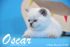 Oscar ist 6 Wochen alt geworden ( 01.11.2015 )