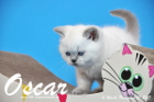 Oscar ist 6 Wochen alt geworden ( 01.11.2015 )