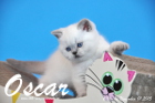 Oscar ist 6 Wochen alt geworden ( 01.11.2015 )