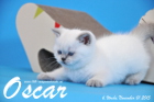 Oscar ist 6 Wochen alt geworden ( 01.11.2015 )
