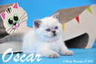 Oscar ist 6 Wochen alt geworden ( 01.11.2015 )