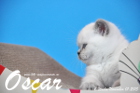 Oscar ist 6 Wochen alt geworden ( 01.11.2015 )