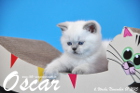 Oscar ist 6 Wochen alt geworden ( 01.11.2015 )