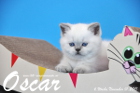 Oscar ist 6 Wochen alt geworden ( 01.11.2015 )