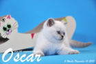 Oscar ist 6 Wochen alt geworden ( 01.11.2015 )