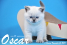 Oscar ist 6 Wochen alt geworden ( 01.11.2015 )