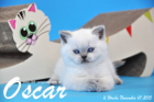 Oscar ist 6 Wochen alt geworden ( 01.11.2015 )
