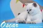 Oscar ist 6 Wochen alt geworden ( 01.11.2015 )