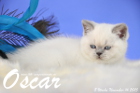 Oscar ist 8 Wochen alt geworden ( 14.11.2015 )