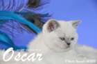 Oscar ist 8 Wochen alt geworden ( 14.11.2015 )