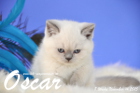 Oscar ist 8 Wochen alt geworden ( 14.11.2015 )