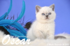 Oscar ist 8 Wochen alt geworden ( 14.11.2015 )