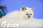 Oscar ist 8 Wochen alt geworden ( 14.11.2015 )