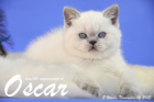 Oscar ist 8 Wochen alt geworden ( 14.11.2015 )