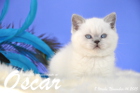 Oscar ist 8 Wochen alt geworden ( 14.11.2015 )