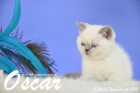 Oscar ist 8 Wochen alt geworden ( 14.11.2015 )