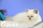 Oscar ist 8 Wochen alt geworden ( 14.11.2015 )