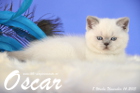 Oscar ist 8 Wochen alt geworden ( 14.11.2015 )