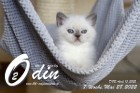 Odin ist in der 7.Lebenswoche ( 28.05.2022 )