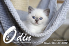 Odin ist in der 7.Lebenswoche ( 28.05.2022 )