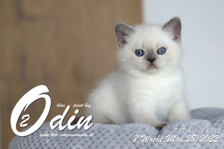 Odin ist in der 7.Lebenswoche ( 28.05.2022 )
