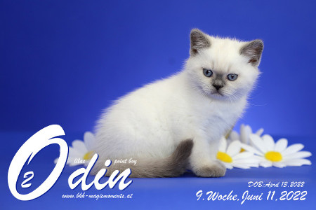 Odin ist in der 9.Lebenswoche ( 11.06.2022 )