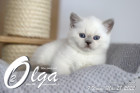 Olga ist in der 7.Lebenswoche ( 28.05.2022 )