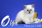 Olga ist in der 9.Lebenswoche ( 11.06.2022 )