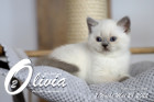 Olivia ist in der 7.Lebenswoche ( 28.05.2022 )