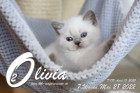 Olivia ist in der 7.Lebenswoche ( 28.05.2022 )