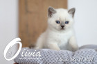 Olivia ist in der 7.Lebenswoche ( 28.05.2022 )