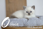 Olivia ist in der 7.Lebenswoche ( 28.05.2022 )