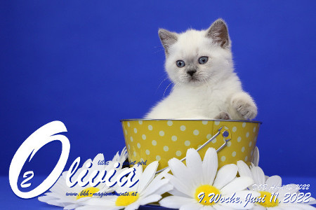 Olivia ist in der 9.Lebenswoche ( 11.06.2022 )