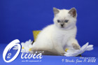 Olivia ist in der 9.Lebenswoche ( 11.06.2022 )