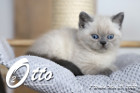 Otto ist in der 7.Lebenswoche ( 28.05.2022 )