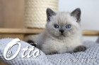 Otto ist in der 7.Lebenswoche ( 28.05.2022 )