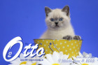 Otto ist in der 9.Lebenswoche ( 11.06.2022 )