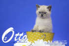 Otto ist in der 9.Lebenswoche ( 11.06.2022 )